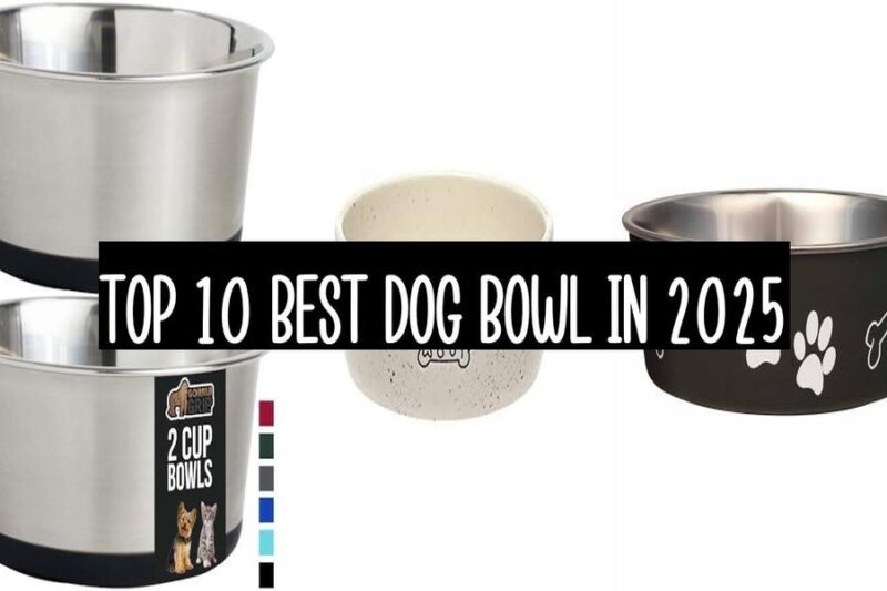 Top 10 Best Dog Bowl In 2025