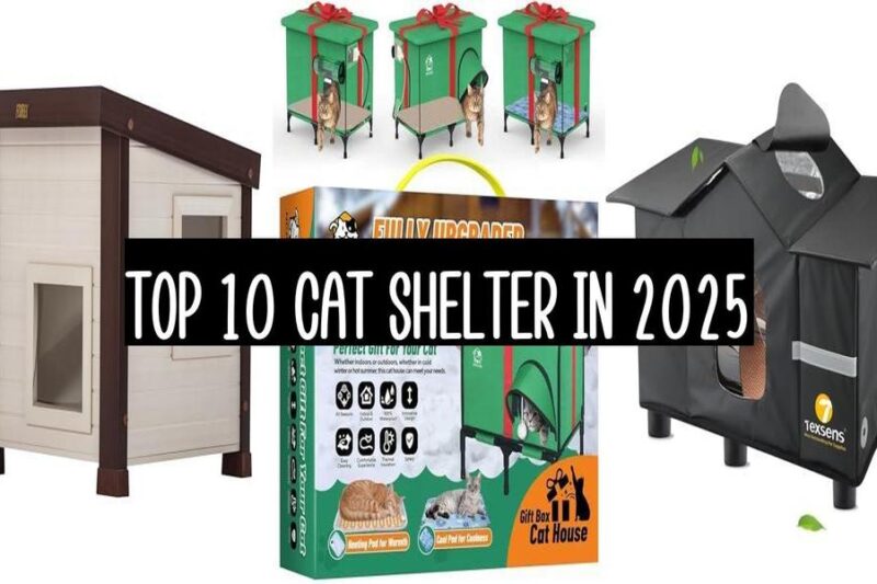Top 10 Cat Shelter In 2025